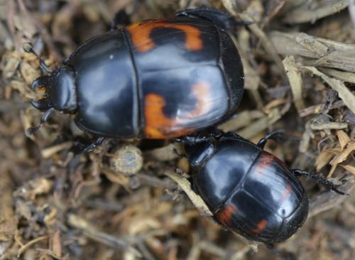 Hister quadrimaculatus